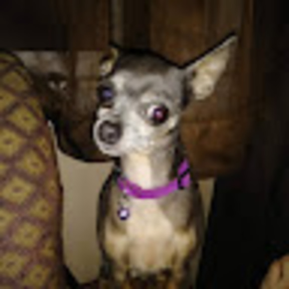 Meet your Posher, Chastity - Picture 1 of 1